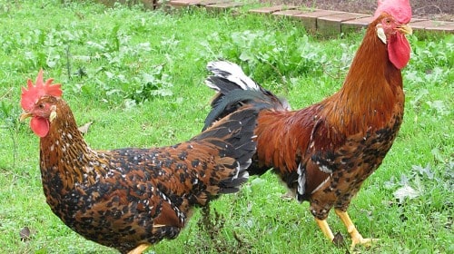Kahverengi / Kırmızı Ligorin tavuk özellikleri