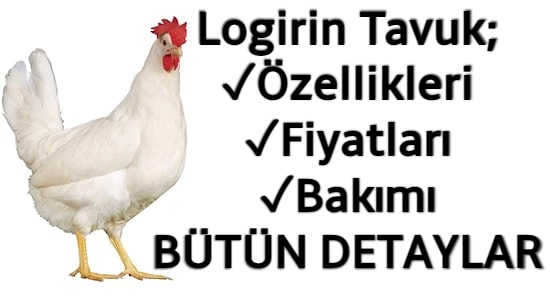 Ligorin Tavuk (Özellikleri, 2023 Fiyatları ve Bütün Detaylar)