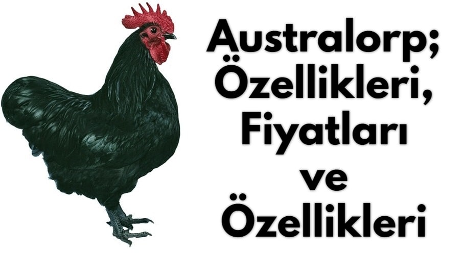 Australorp Tavuk: Fiyatları, Yumurta Verimi ve Özellikleri