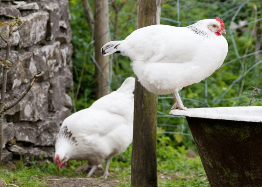 Beyaz Sussex tavuk görüntüsü