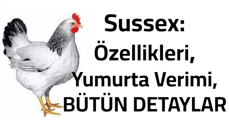 Sussex Tavuk: Özellikleri, Fiyatları ve Yumurta Verimi